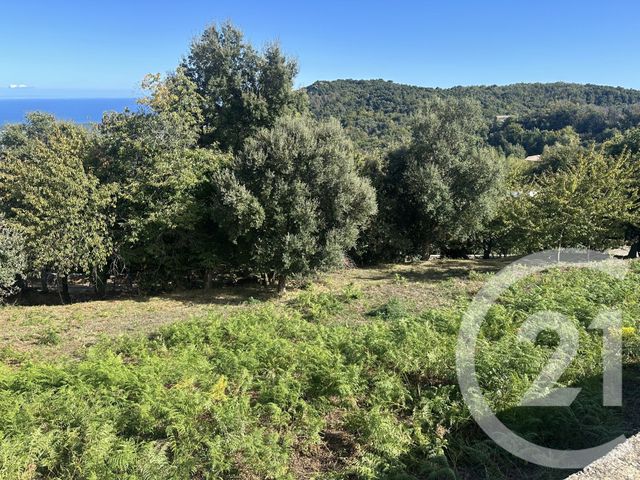 terrain à vendre - 3000.0 m2 - PENTA DI CASINCA - 202 - CORSE - Century 21 Paoli Immobilier