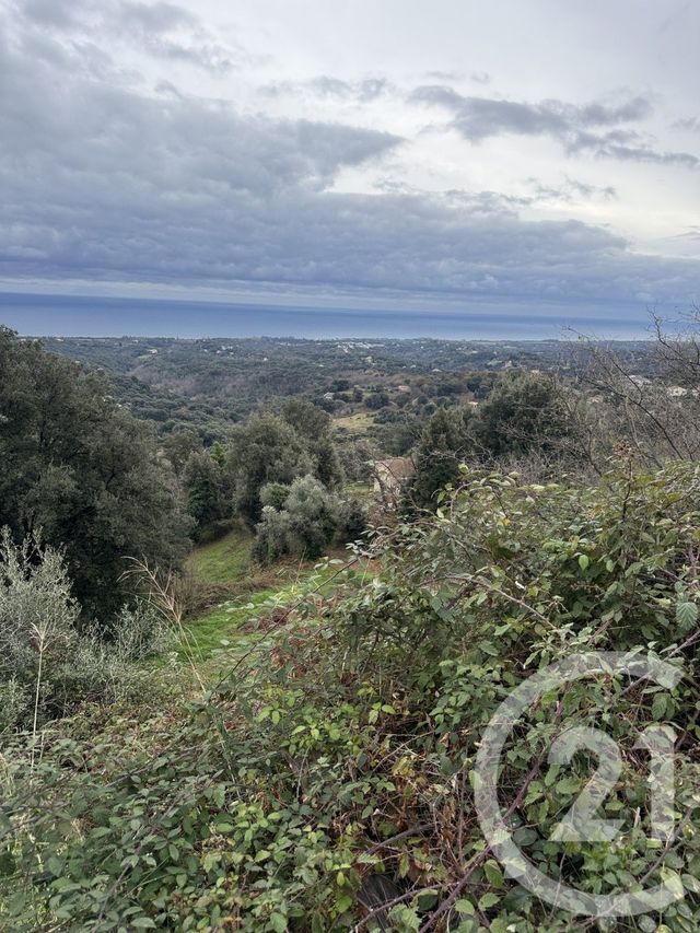 terrain à vendre - 7200.0 m2 - CERVIONE - 202 - CORSE - Century 21 Paoli Immobilier