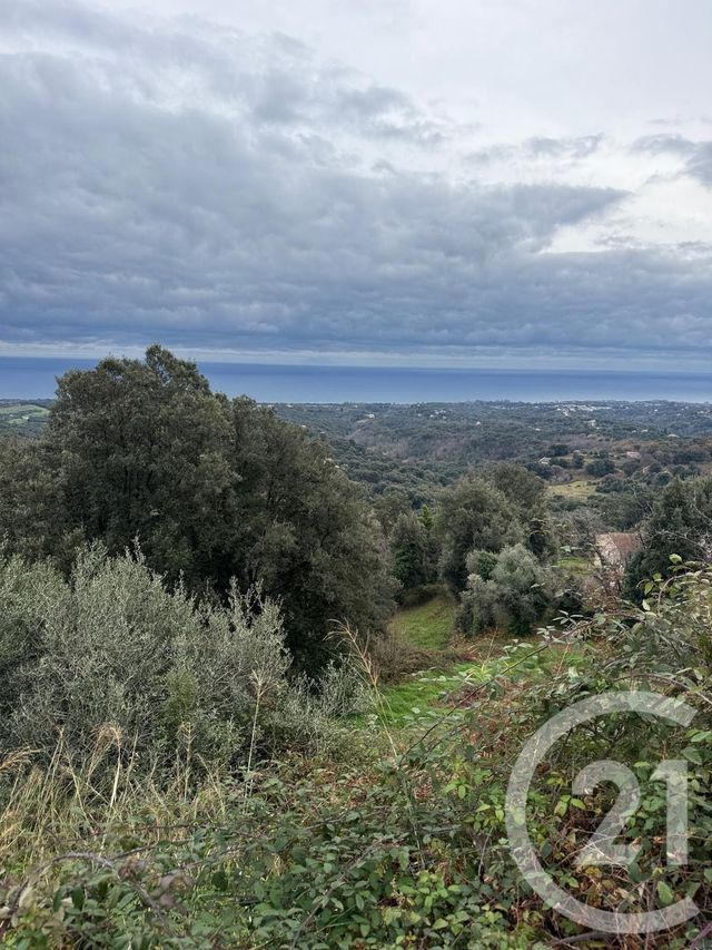 terrain à vendre - 7200.0 m2 - CERVIONE - 202 - CORSE - Century 21 Paoli Immobilier