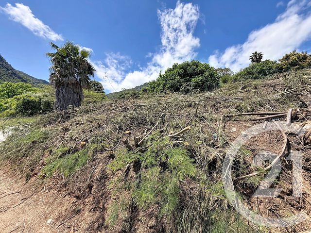 terrain à vendre - 630.0 m2 - CERVIONE - 202 - CORSE - Century 21 Paoli Immobilier